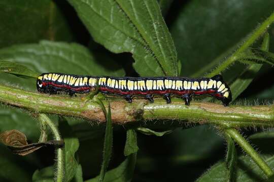 Image of Brown-bordered Cucullia