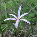 Imagem de Barbaceniopsis boliviensis (Baker) L. B. Sm.