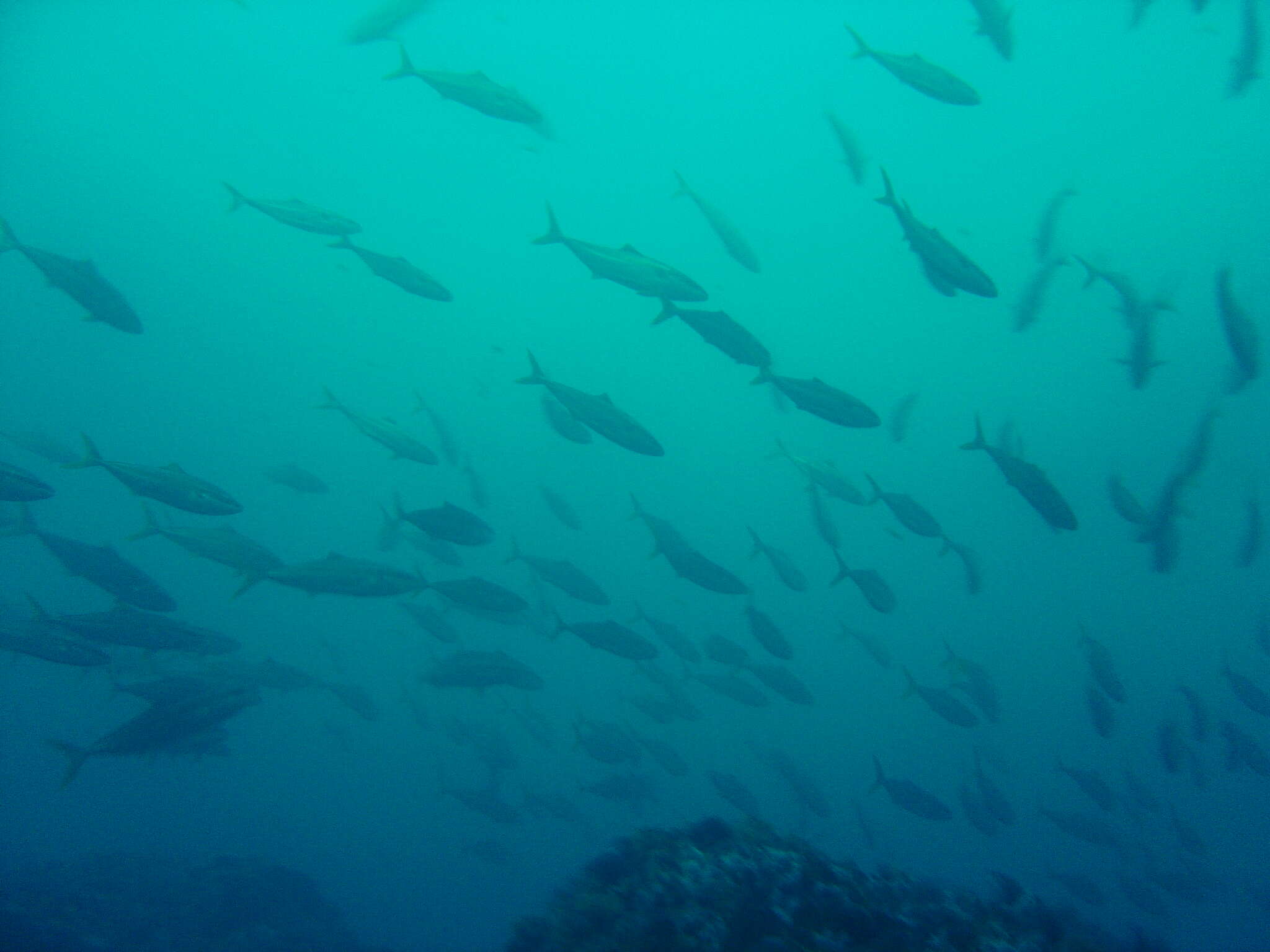 Image of California Yellowtail