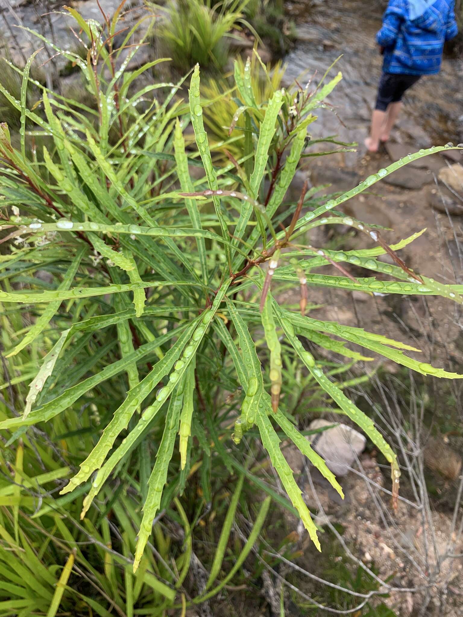 Image de Lomatia myricoides (C. F. Gaertner) Domin