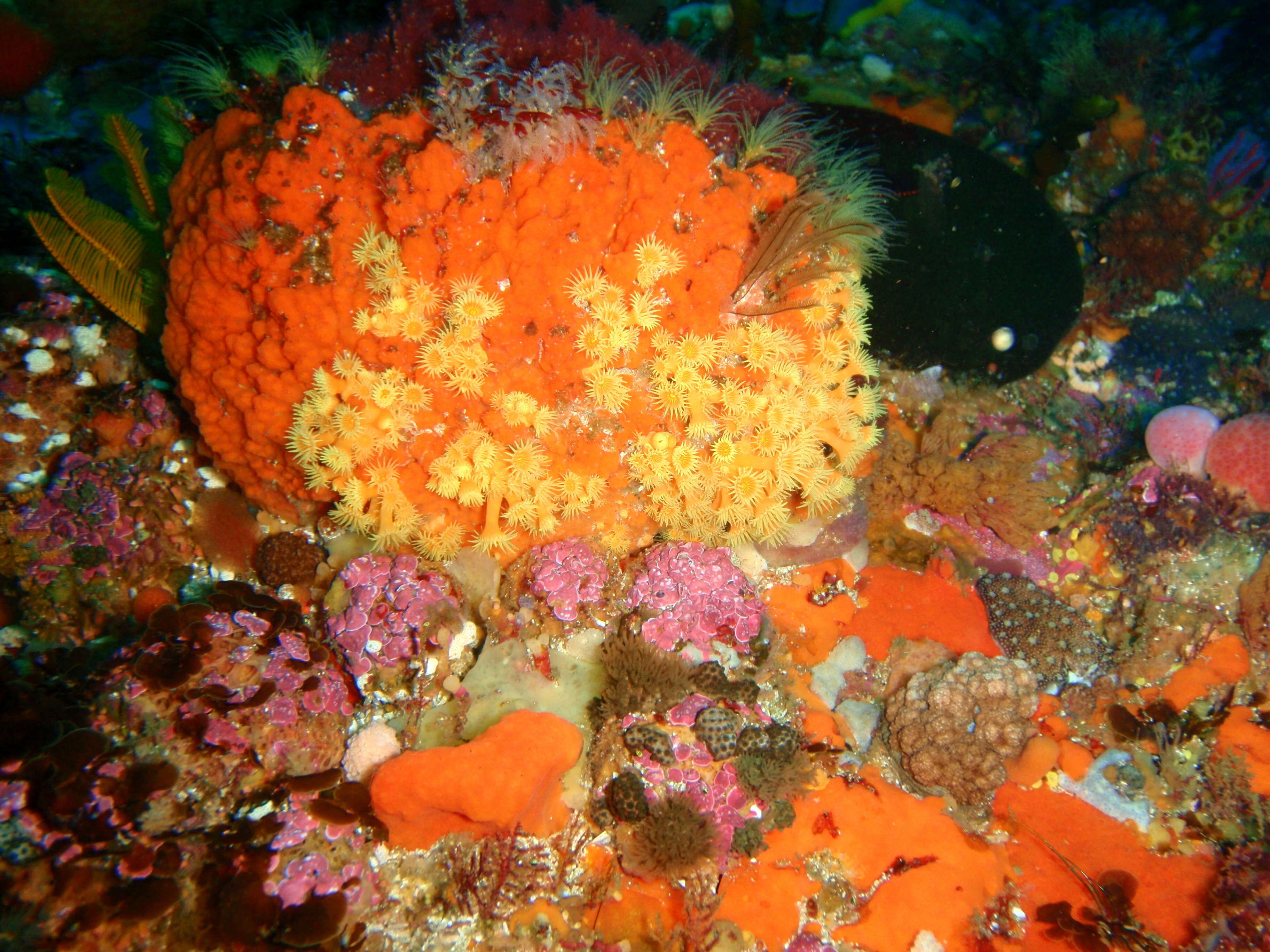 Image of Cape zoanthid