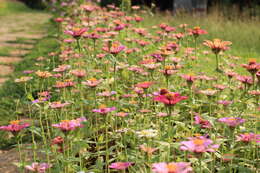 Imagem de Zinnia elegans Jacq.