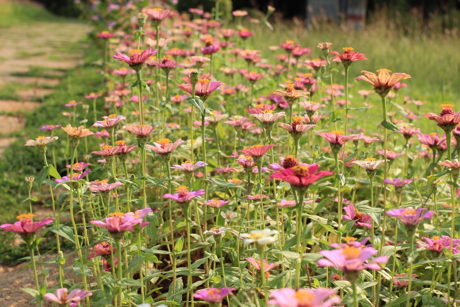 Image of ELEGANT ZINNIA