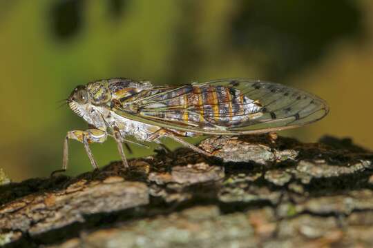 Image of Cicada orni Linnaeus 1758