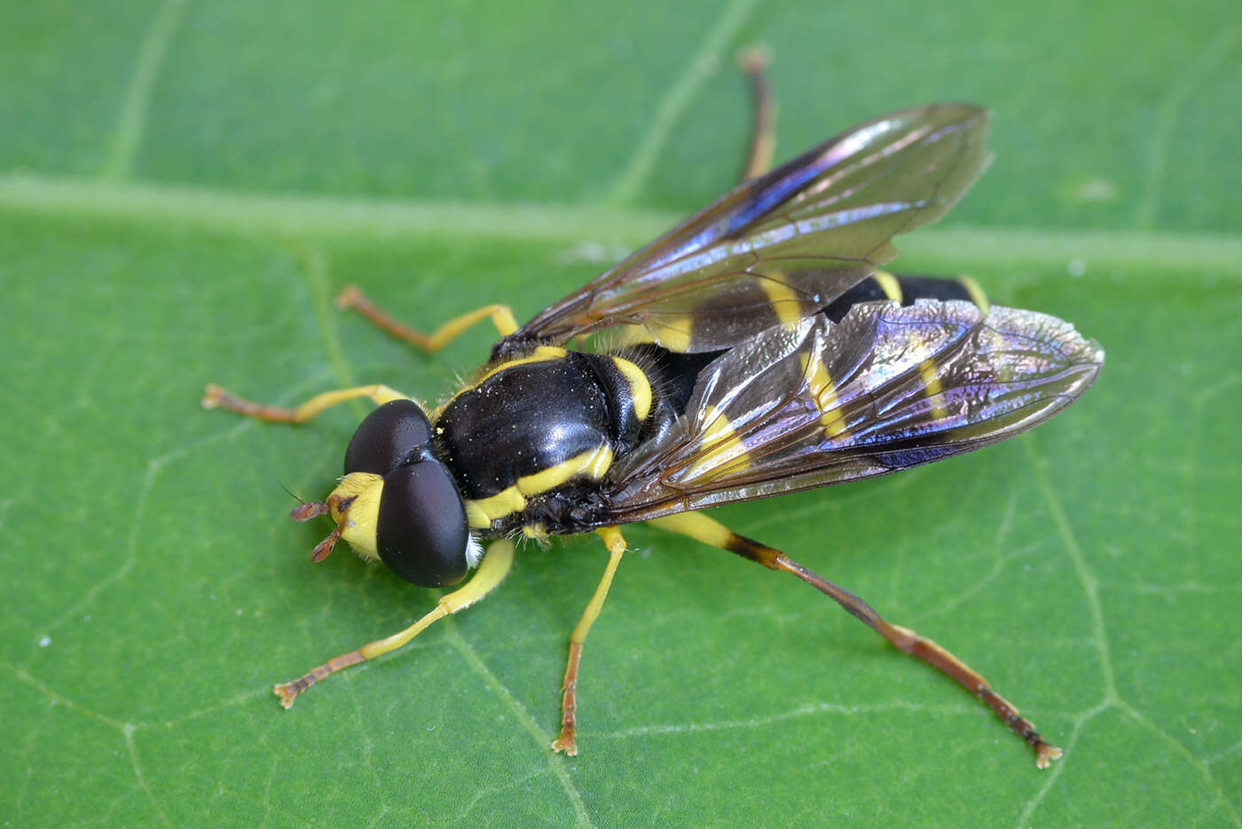 Image of Xanthogramma pedissequum (Harris 1776)