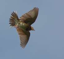 Image of Tree Pipit