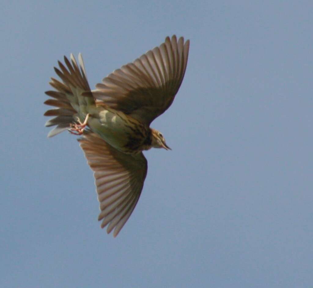 Image of Tree Pipit