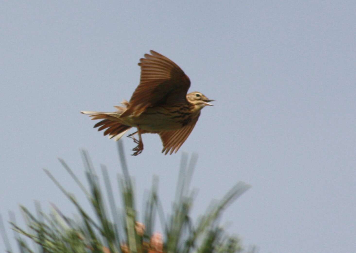 Image of Tree Pipit