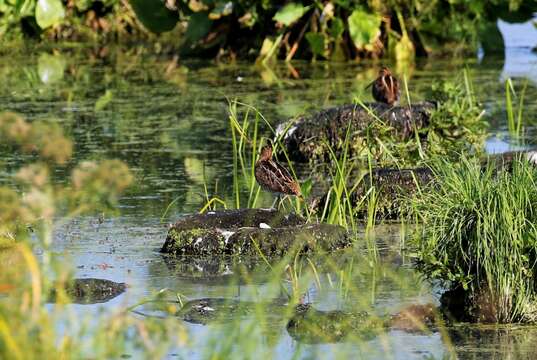 Image de Gallinago gallinago gallinago (Linnaeus 1758)