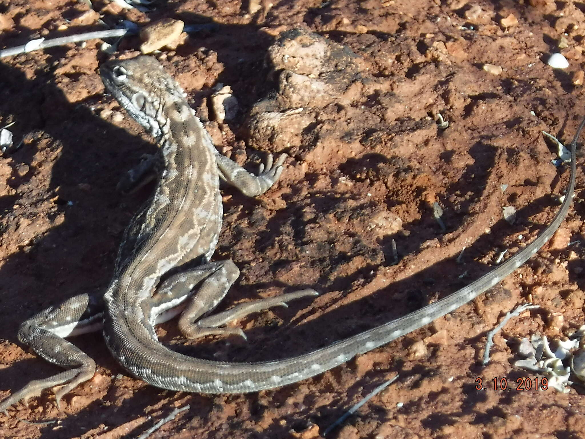 Image of Lozenge-Marked Dragon