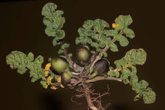 Image of Solanum acaule Bitter