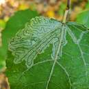 Image of Phyllocnistis labyrinthella (Bjerkander 1790)