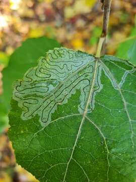 Image of Phyllocnistis labyrinthella (Bjerkander 1790)