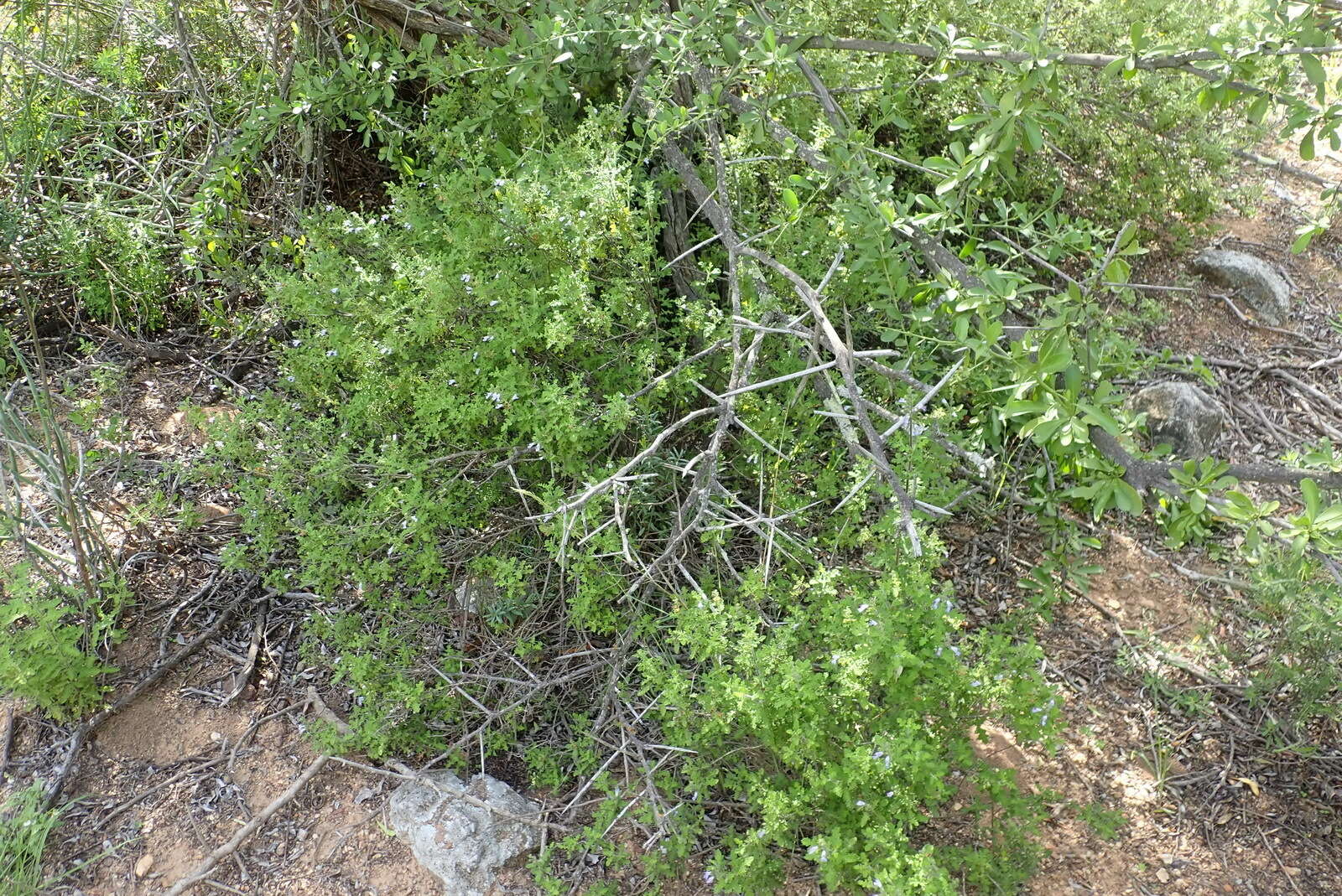 Imagem de Salvia namaensis Schinz