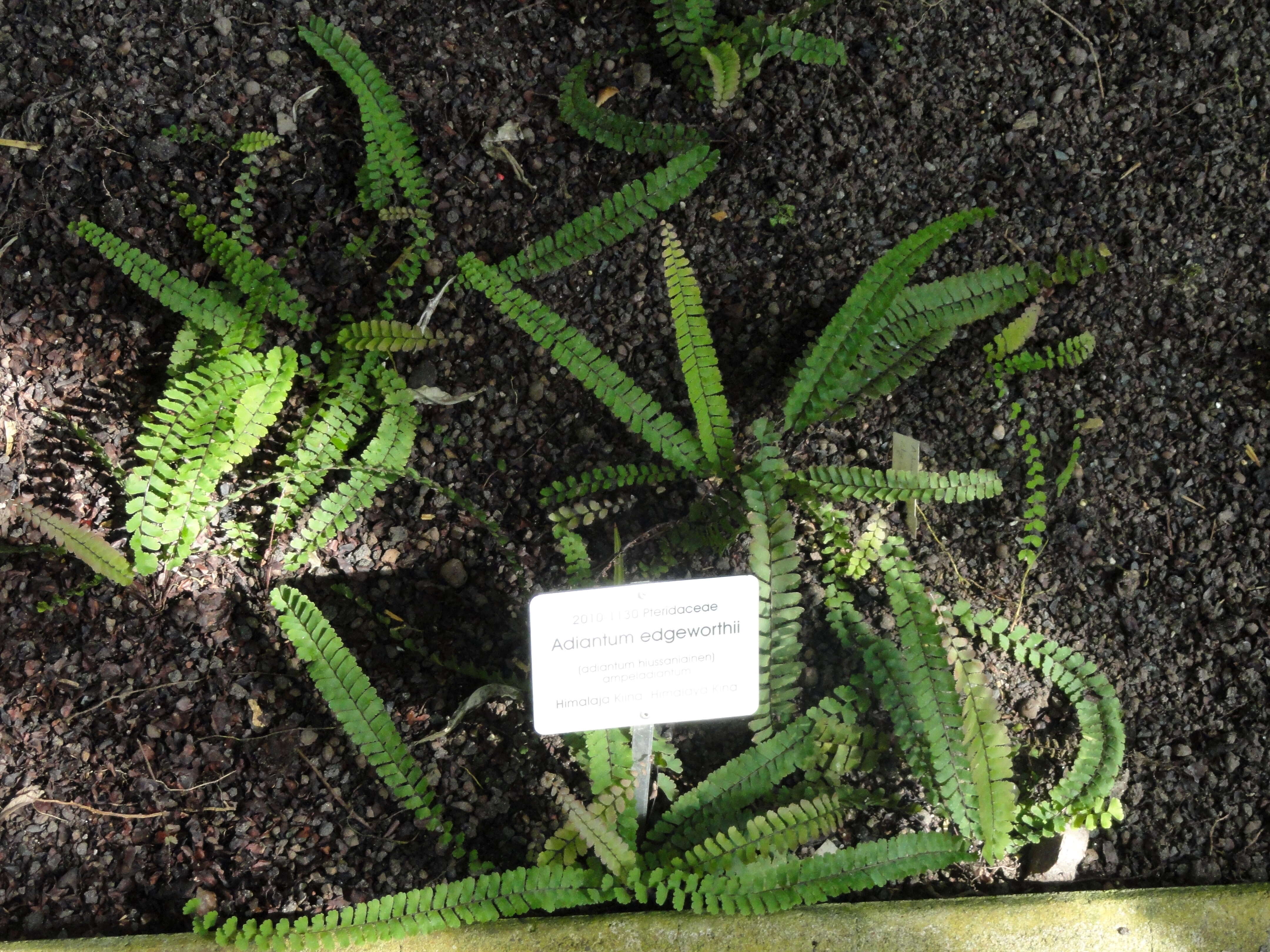 Image of Adiantum edgeworthii Hook.