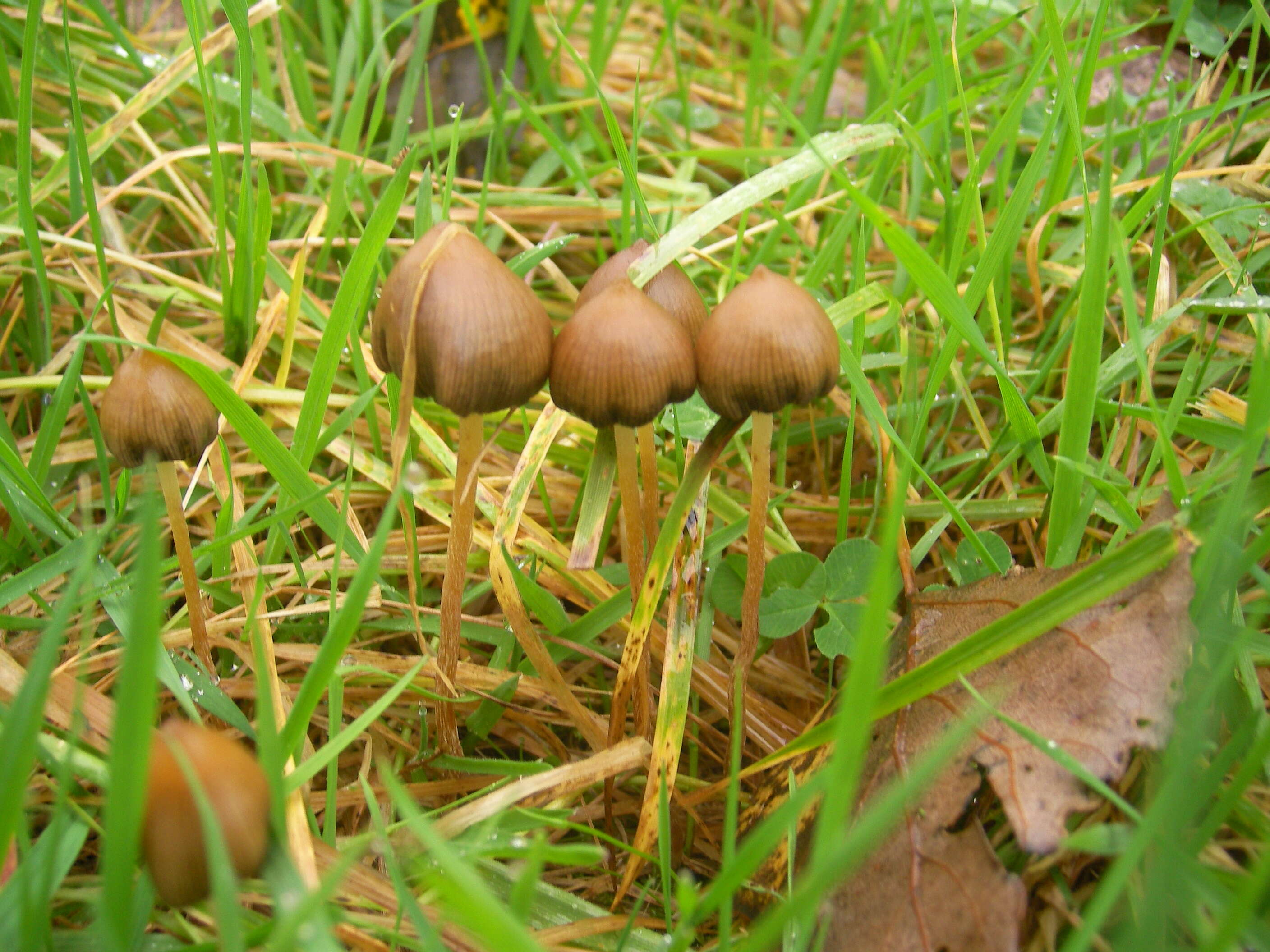 Plancia ëd Psilocybe semilanceata (Fr.) P. Kumm. 1871