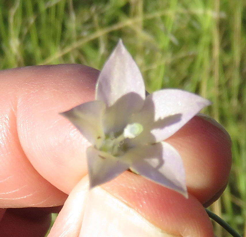 Image of Wahlenbergia virgata Engl.