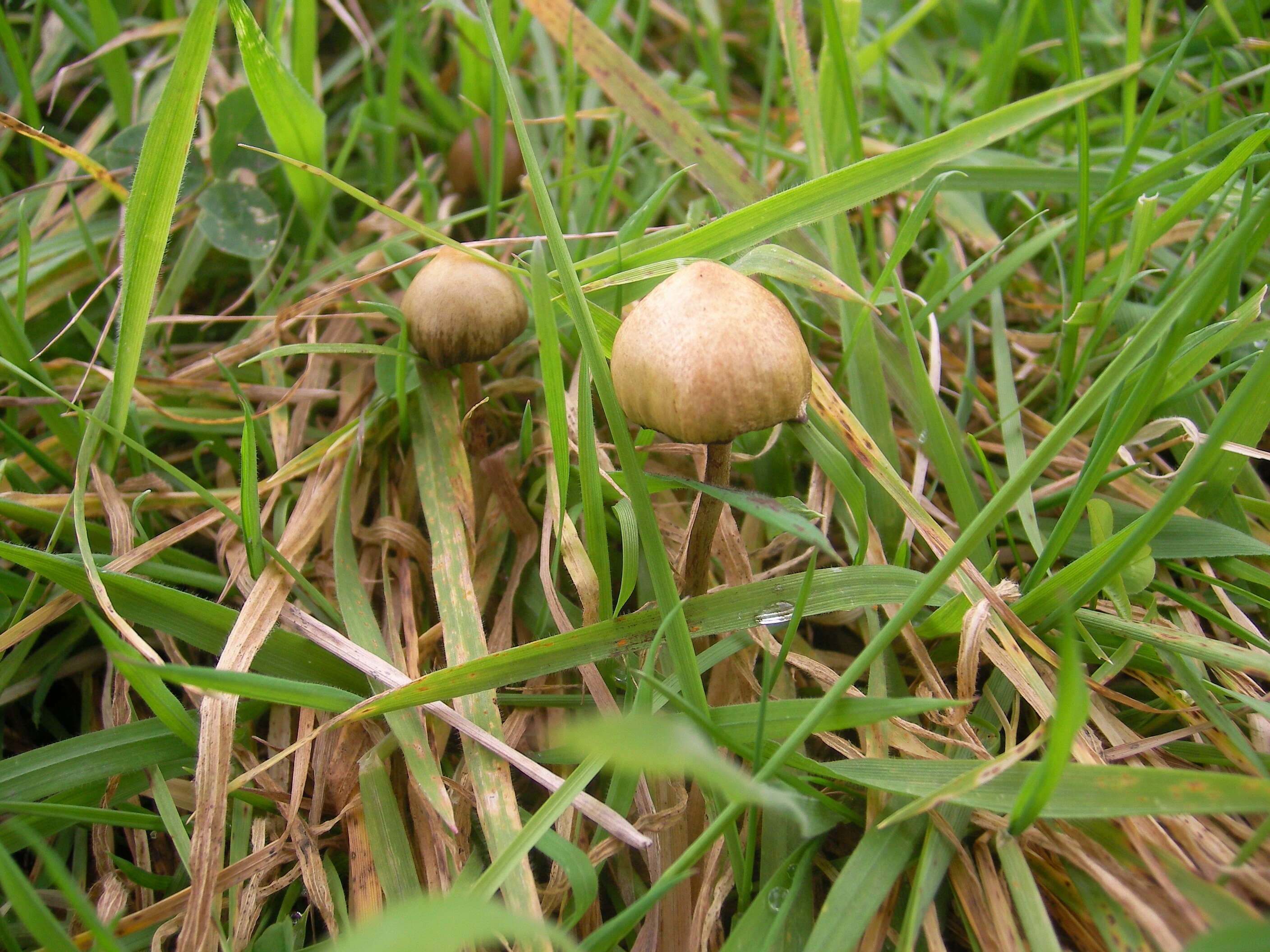 Plancia ëd Psilocybe semilanceata (Fr.) P. Kumm. 1871