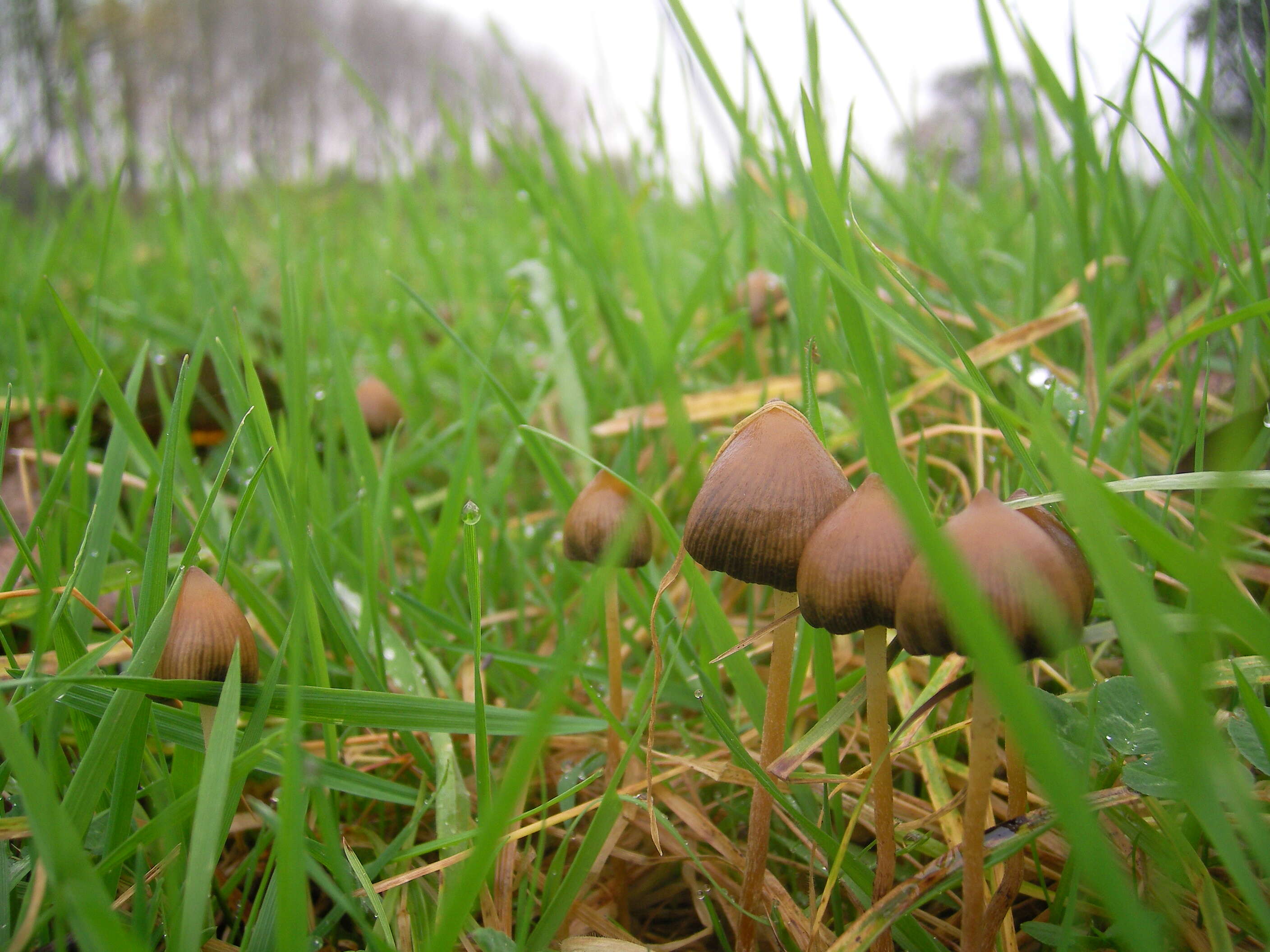 Plancia ëd Psilocybe semilanceata (Fr.) P. Kumm. 1871