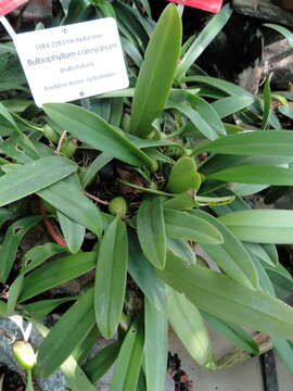 Imagem de Bulbophyllum careyanum (Hook.) Spreng.