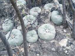 Image of Peyote