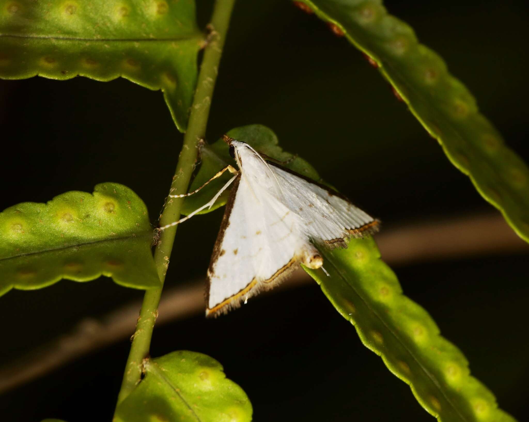 Image of Ramila acciusalis Walker 1859