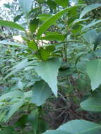 Image of Silky-bark