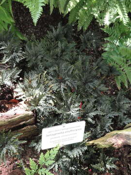 Image of Selaginella erythropus (Mart.) Spring