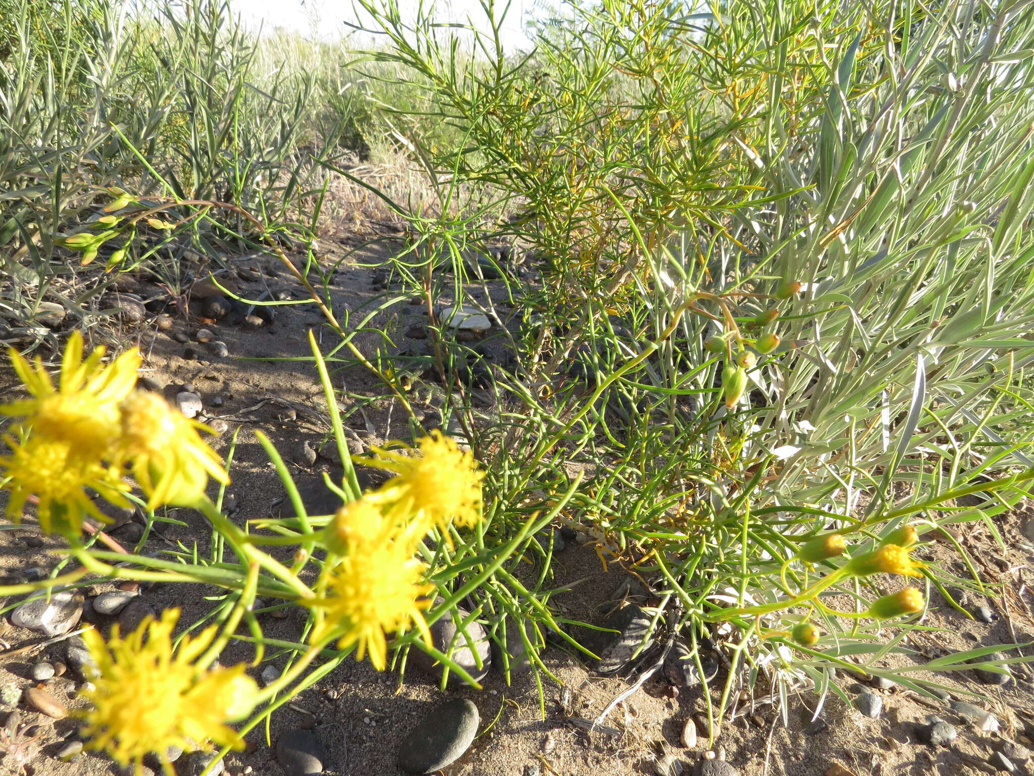 Image of Senecio subulatus D. Don ex Hook. & Arn.