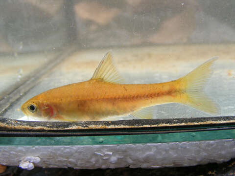 Image of Orange-fin barb