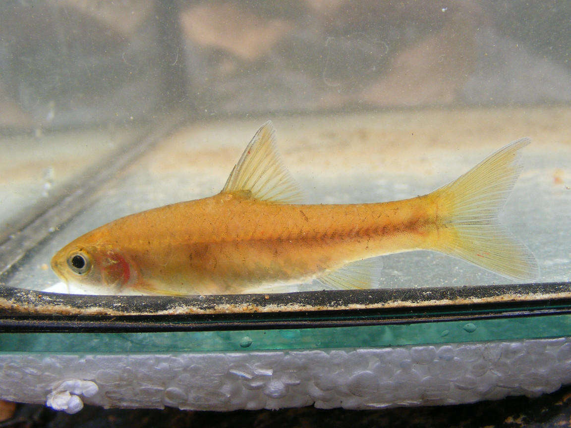 Image of Orange-fin barb