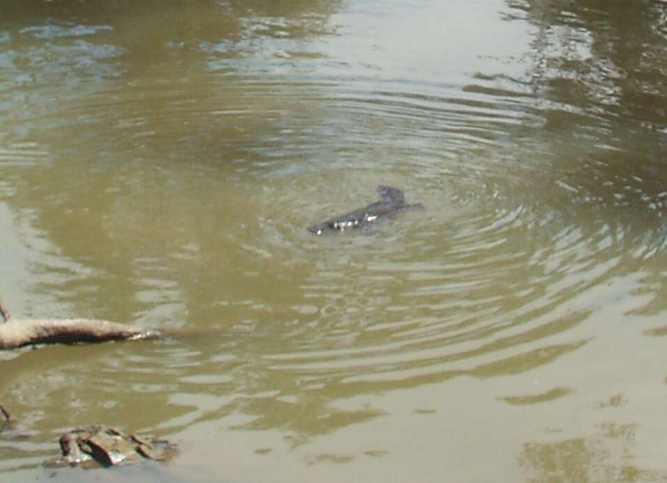 Image of platypus