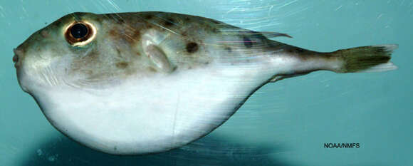 Image of Balloonfish