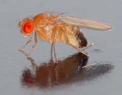 Image of fruit fly