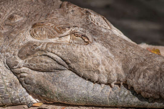 Image of Orinoco Crocodile