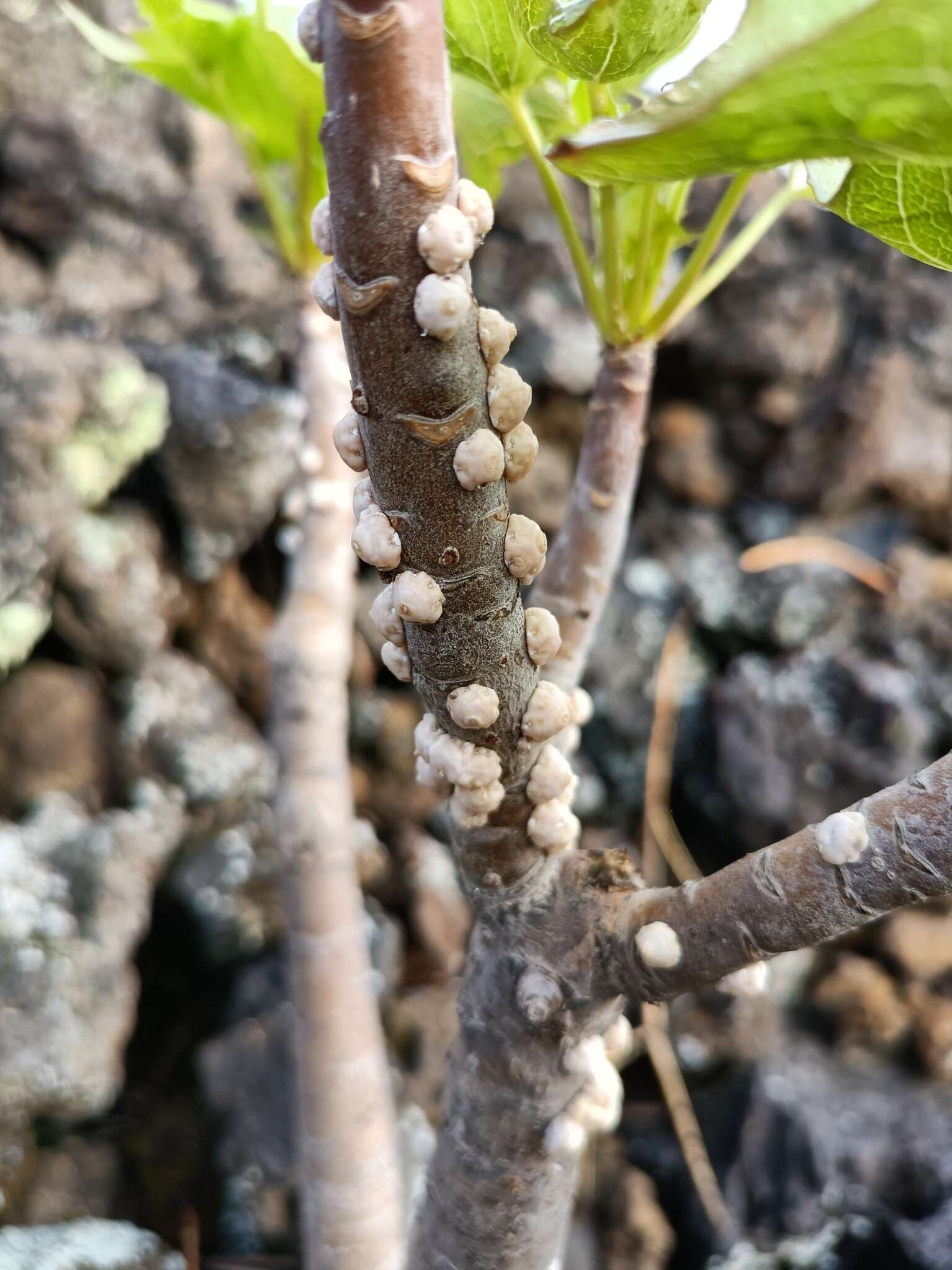 صورة Ceroplastes albolineatus