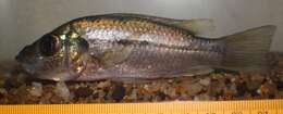 Image of Alkali Cichlid