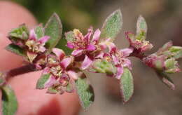 Image of Aizoon sarcophyllum (Fenzl ex Harv. & Sond.) Klak