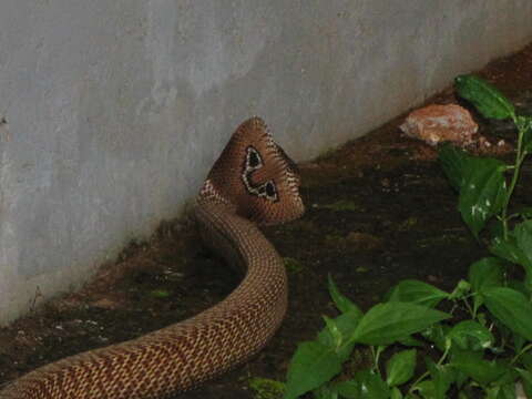 Image of Indian cobra