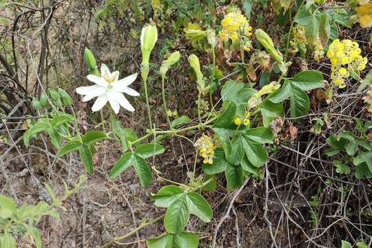 Passiflora peduncularis Cav.的圖片