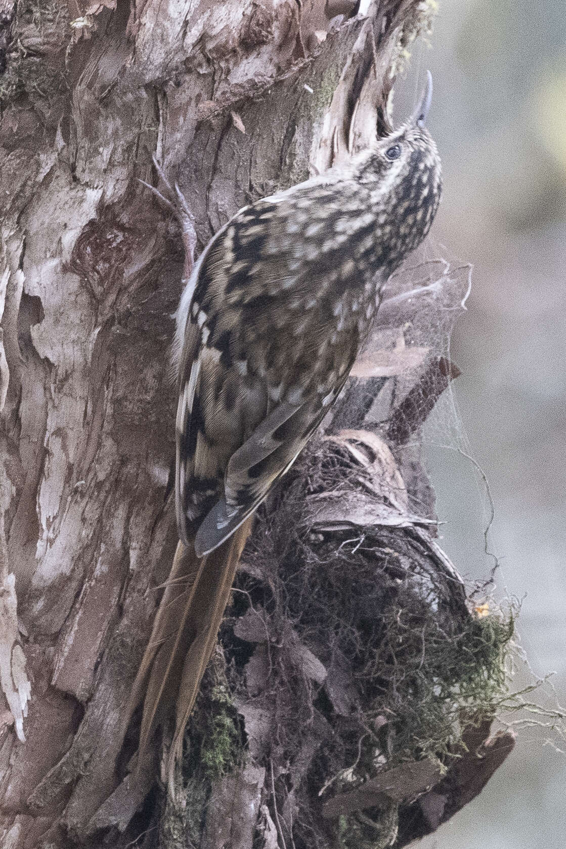 Image of Brown-throated Treecreeper