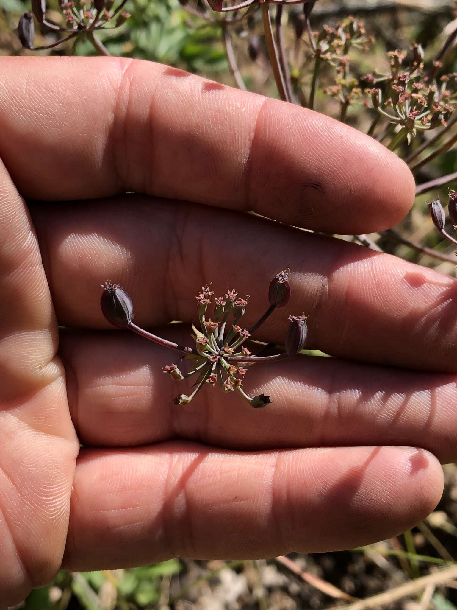 Слика од Lomatium repostum (Jepson) Mathias