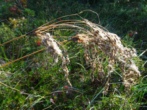 Image of Long's Bulrush