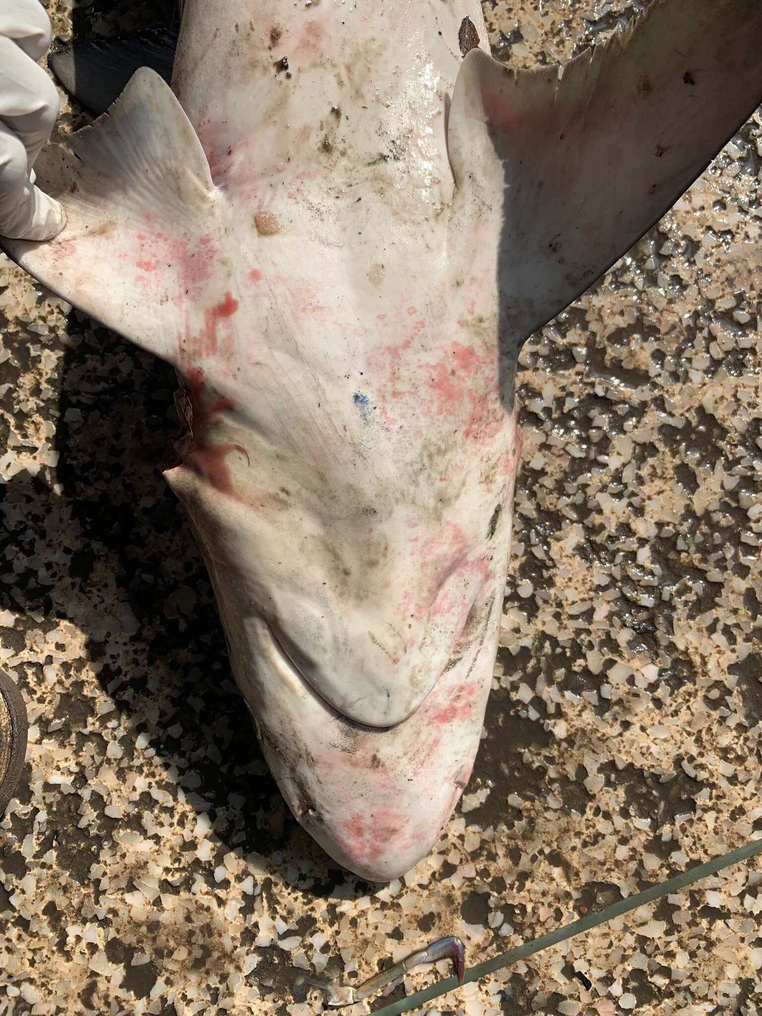 Image of Spottail Shark