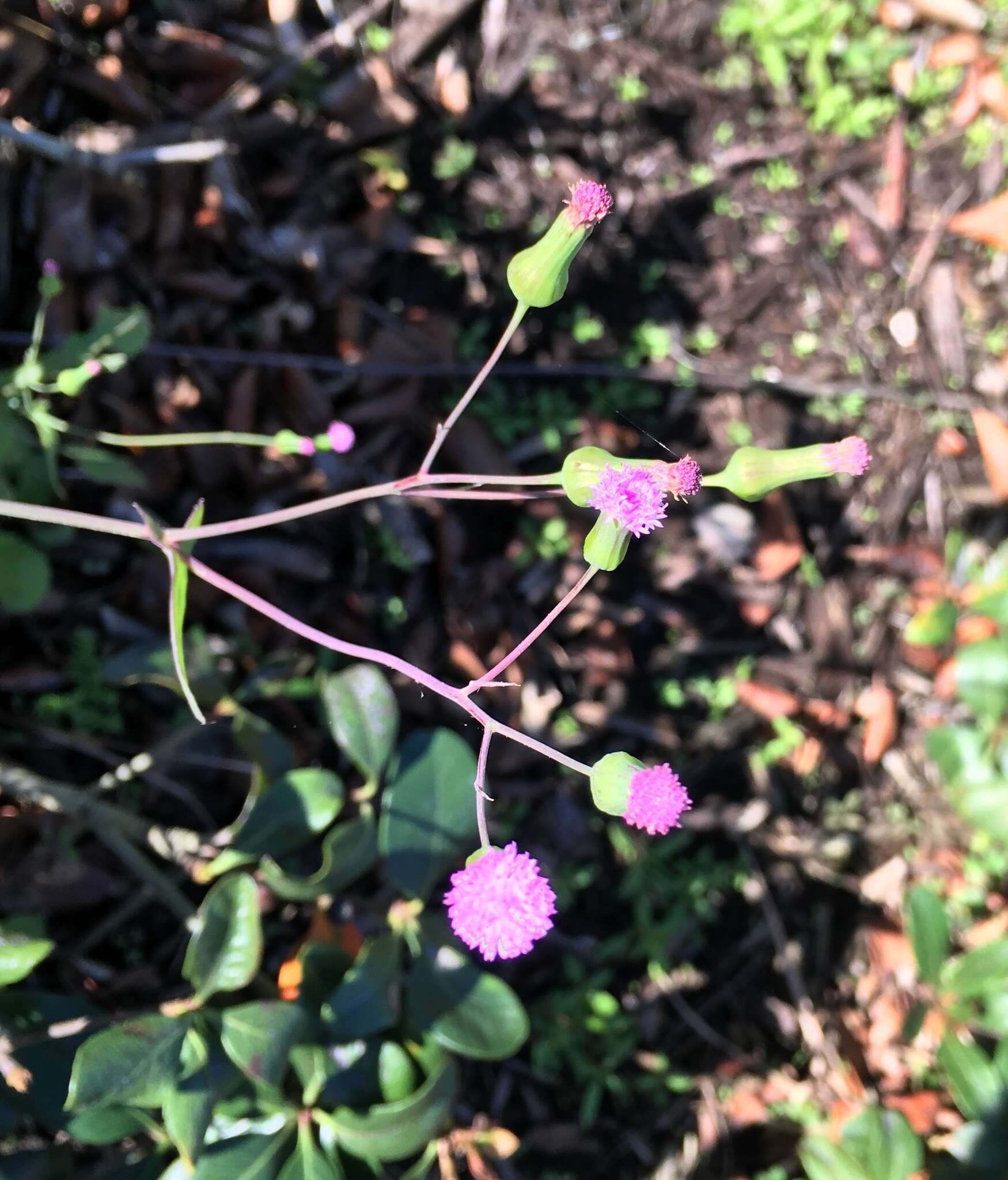 Image of lilac tasselflower