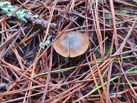 Image de Psilocybe aucklandiae Guzmán, C. C. King & Bandala 1991