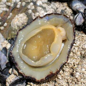 Image of Common limpet