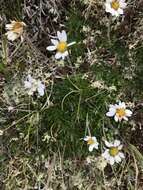 Слика од Arctanthemum integrifolium (Richards.) Tzvel.