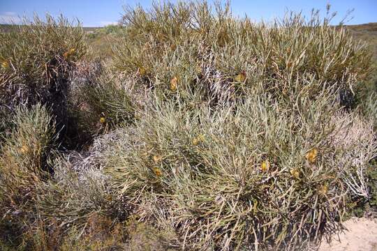 Imagem de Banksia candolleana Meissn.