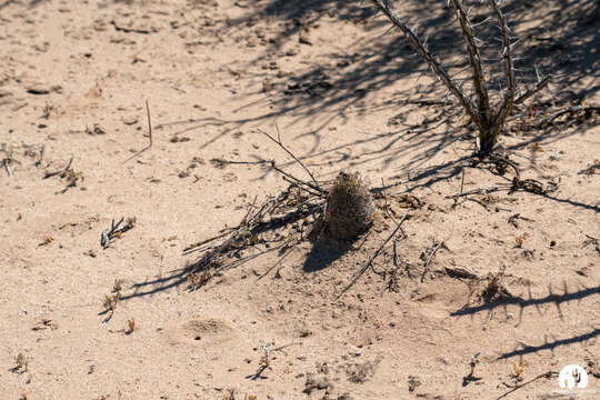 Image of Mammillaria grahamii subsp. sheldonii (Britton & Rose) D. R. Hunt